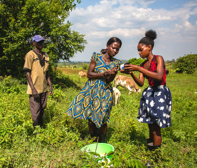 Two women veterinarians taking care of cattle in Uganda. On man looks at them.